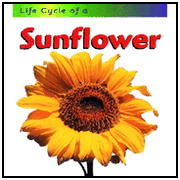 724758: Sunflower