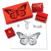 7361115: Butterfly Life Cycle Stamps, Set of 4