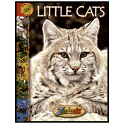 900560: Little Cats, Softcover