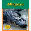 506421: Alligator