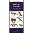 551352: Arizona Wildlife